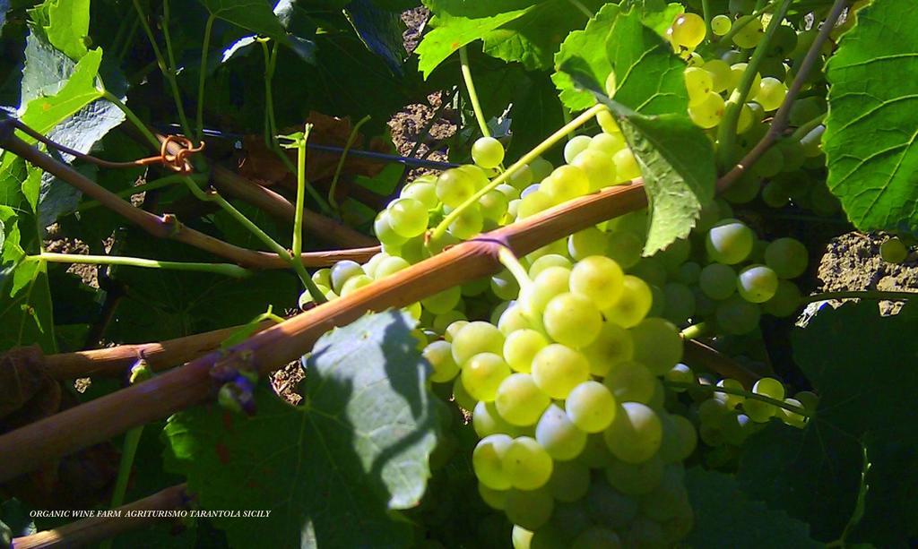 Agriturismo Tarantola Alcamo Eksteriør billede